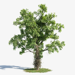 棕树叶子绿色藤蔓棕树高清图片