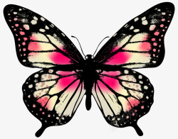 色彩斑斓蝴蝶手绘彩色蝴蝶标本高清图片