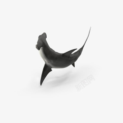 游动的鲨鱼海底世界之锤头鲨高清图片