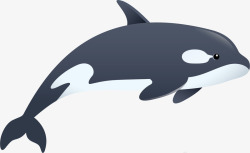 海洋白鲸翻腾的大白鲸高清图片