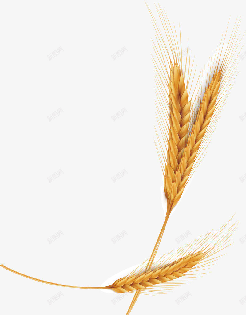 创意金色的小麦png免抠素材_新图网 https://ixintu.com 小麦 庄稼 手绘 绘画 金色 麦子 麦穗
