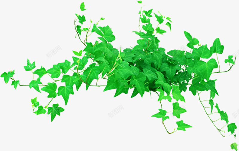 绿色新鲜花藤植物png免抠素材_新图网 https://ixintu.com 植物 绿色 鲜花