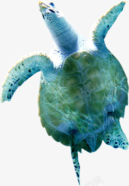 海龟绿色海洋生物png免抠素材_新图网 https://ixintu.com 海洋生物 海龟 绿色