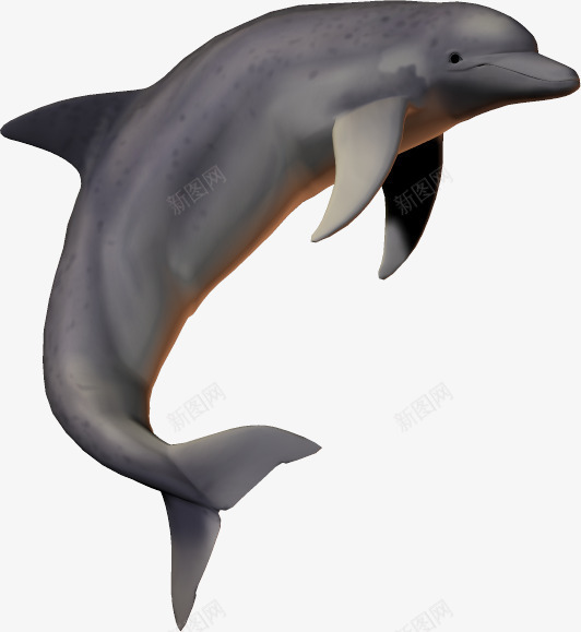 海底生物动物海豚png免抠素材_新图网 https://ixintu.com 卡通 卡通鱼 大鱼 海底生物 海洋动物 海洋素材 海豚