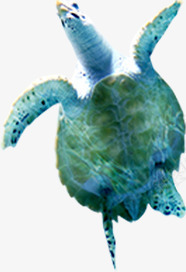 海龟海洋生物夏日png免抠素材_新图网 https://ixintu.com 夏日 海洋 海龟 生物 素材