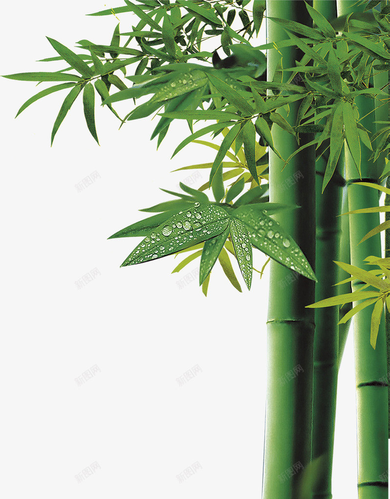 中秋节竹叶海报png免抠素材_新图网 https://ixintu.com 中秋节 海报 竹叶