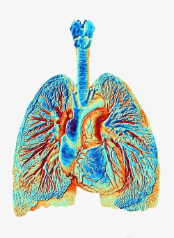 彩色肺部肺部血管彩色插画高清图片