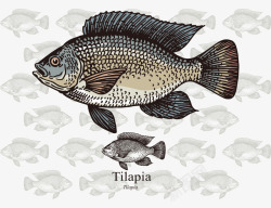手绘的罗非鱼卡通手绘精致罗非鱼矢量图高清图片