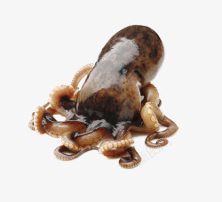 章鱼生鲜乌贼照片高清图片