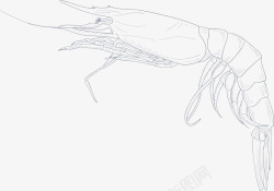 手绘海虾世界海洋日手绘大虾高清图片