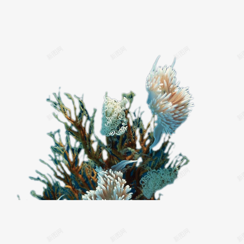 卡通手绘海藻图png免抠素材_新图网 https://ixintu.com 动物 卡通手绘 植物 水彩 海洋生物 海藻
