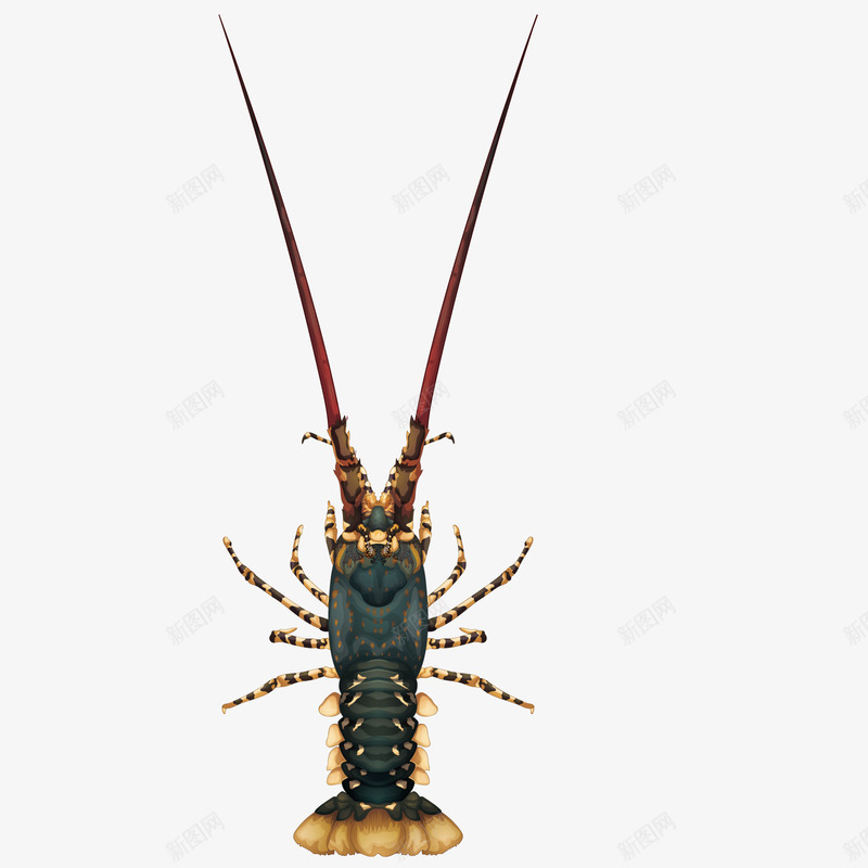 大龙虾png免抠素材_新图网 https://ixintu.com 海洋 生物 装饰 食物