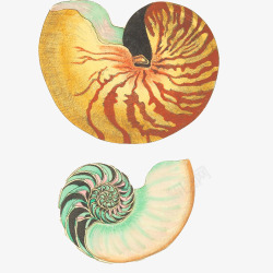 弯曲螺壳弯曲海螺手绘画片高清图片