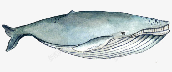 手绘海洋大型动物蓝鲸png免抠素材_新图网 https://ixintu.com 动物 手绘 条纹 海洋大型 蓝鲸