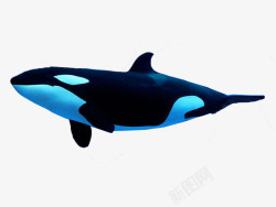 最萌的动物最萌的动物之虎鲸高清图片