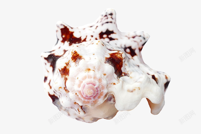 一个星型贝壳png免抠素材_新图网 https://ixintu.com 壳 海洋生物 海螺 海贝壳 贝壳