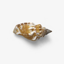 实物美丽贝壳海螺素材