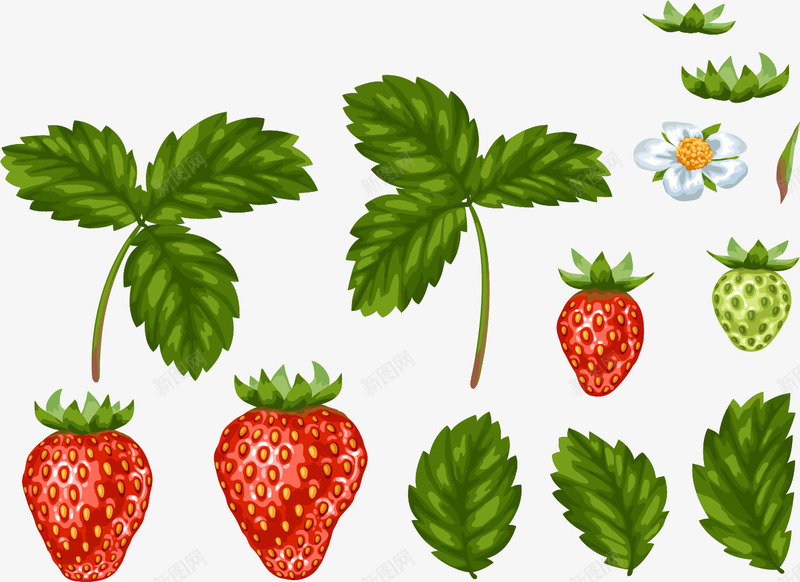手绘带叶草莓png免抠素材_新图网 https://ixintu.com 叶子 叶子图案 叶子装饰 带叶 手绘 绘画图案 草莓 装饰