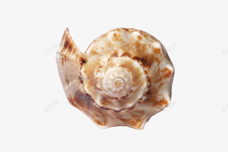 褐色海螺壳png免抠素材_新图网 https://ixintu.com 壳 海洋生物 海螺 海贝壳 贝壳