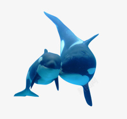 齿鲸海洋虎鲸高清图片