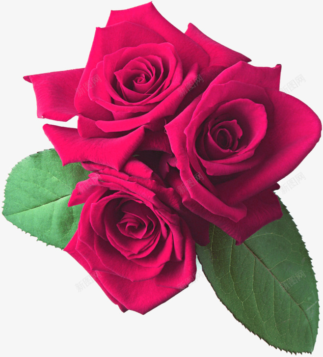 紫红色的玫瑰花png免抠素材_新图网 https://ixintu.com 开花 浪漫色彩 玫瑰绽放 花瓣 阳光