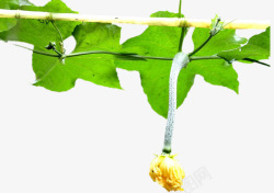 嫩丝瓜上的黄色丝瓜花藤架上吊挂的顶花丝瓜高清图片