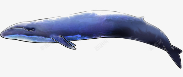 巨型鲸鱼png免抠素材_新图网 https://ixintu.com 海洋生物 鱼 鲸鱼