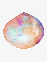 手绘水彩彩色贝壳png免抠素材_新图网 https://ixintu.com 彩色 手绘 水彩 海洋生物 贝壳