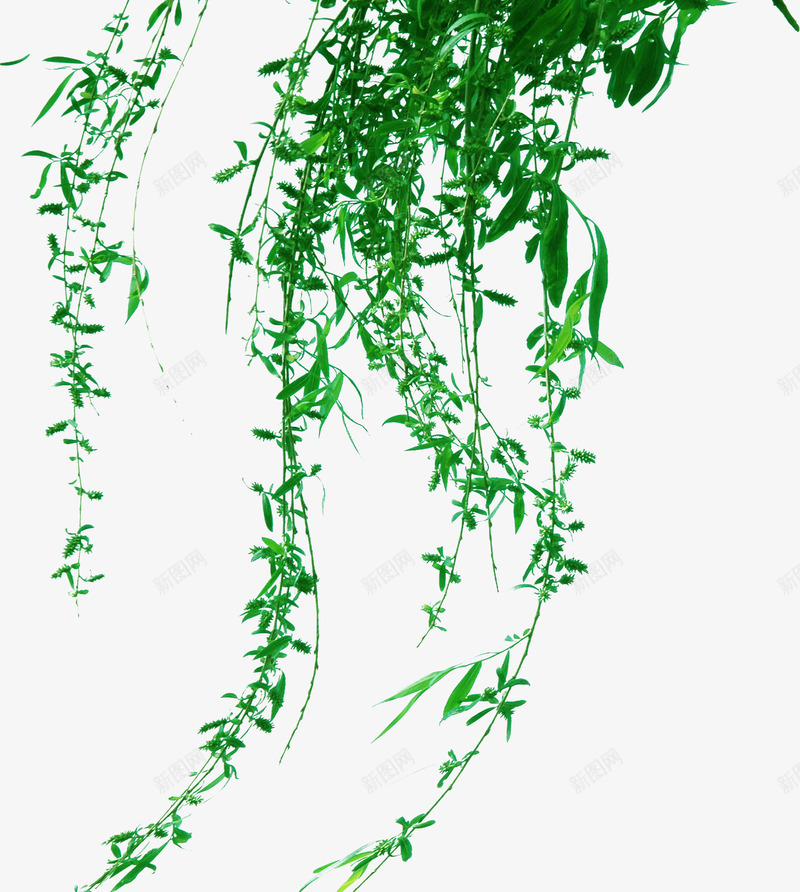 绿色藤蔓植物春天装饰png免抠素材_新图网 https://ixintu.com 春天 植物 绿色 藤蔓 装饰