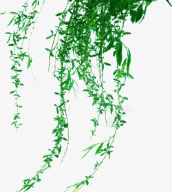 绿色藤蔓植物春天装饰素材