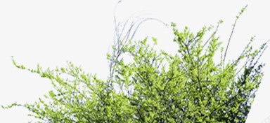 清新春季植物藤蔓png免抠素材_新图网 https://ixintu.com 春季 植物 清新 藤蔓