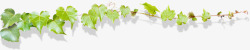 绿色窗外藤蔓植物叶子素材