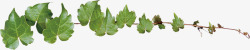 合成创意绿色的植物藤蔓素材