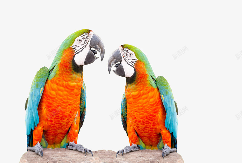 美丽的鹦鹉png免抠素材_新图网 https://ixintu.com 动物 美丽 色彩斑斓的鹦鹉 鹦鹉