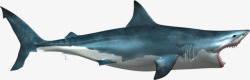 蓝鳍群蓝鳍大白鲨高清图片