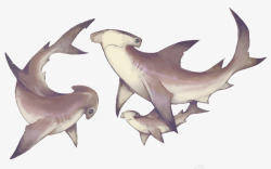 扁头鲨鱼矢量图素材