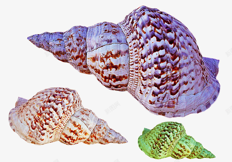 色彩斑斓的螺旋海螺png免抠素材_新图网 https://ixintu.com 带灰色斑点的 海螺素材 色彩斑斓的 装饰物素材