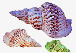 色彩斑斓的螺旋海螺素材