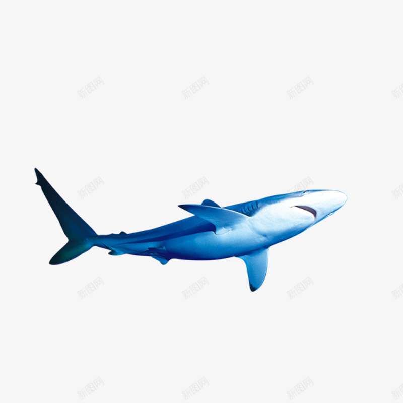 一只鲨鱼png免抠素材_新图网 https://ixintu.com 动物 海洋动物 肉食动物 蓝色