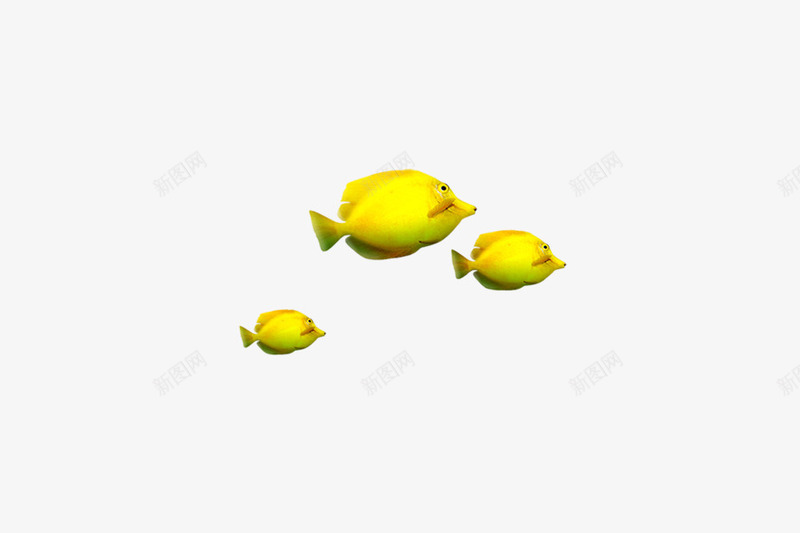 黄色的鱼png免抠素材_新图网 https://ixintu.com 动物 水产 水底 海底世界 海洋 深海 黄色的鱼