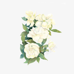 浪漫花卉装饰彩绘白色花卉装饰图高清图片