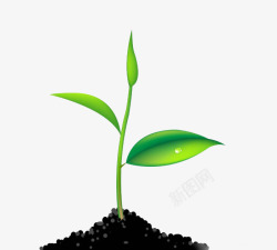 肥沃一颗长绿叶的豆科植物高清图片