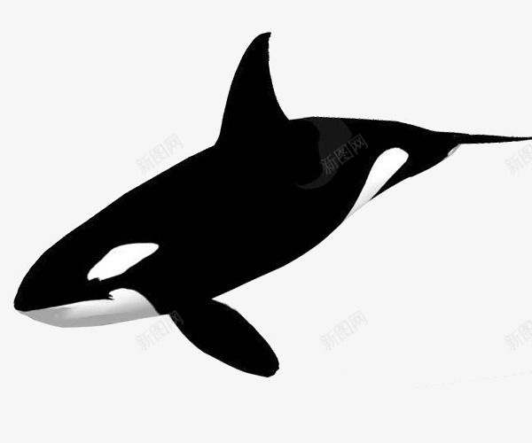 黑色海洋动物png免抠素材_新图网 https://ixintu.com 尾部 虎鲸 虎鲸形态 鳍 黑色虎鲸 齿鲸动物