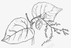 枝叶枝杈铅笔手绘花朵高清图片