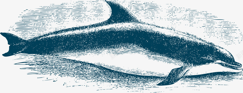 搁浅大白鲸png免抠素材_新图网 https://ixintu.com 哺乳动物 大型动物 大白鲸 搁浅 海洋动物 素描鲸鱼 鲸鱼