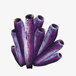 紫色珊瑚矢量图素材