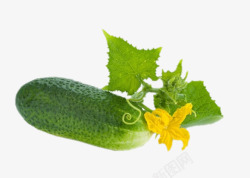 黄瓜叶子png绿色简约美食蔬菜黄瓜图高清图片