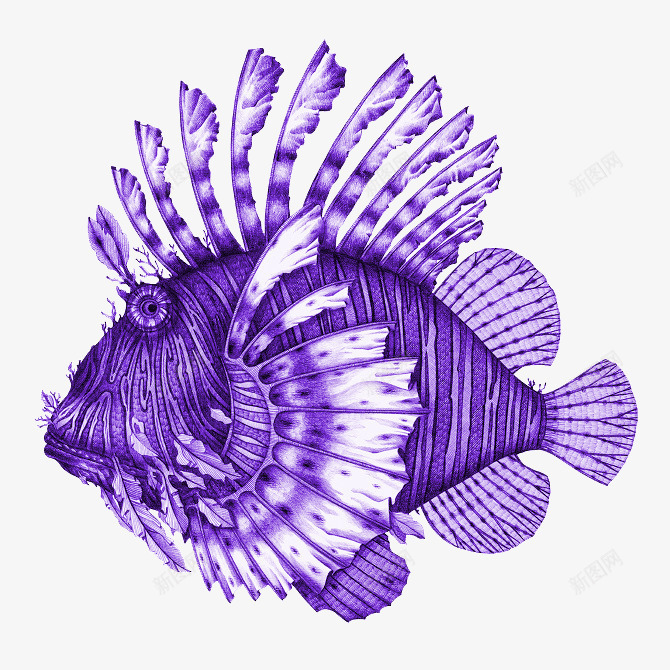 卡通海洋鱼动物png免抠素材_新图网 https://ixintu.com 卡通鱼 手绘鱼 海洋生物 紫色鱼