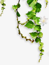 春季绿色藤蔓装饰素材