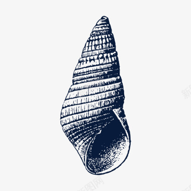 手绘尖海螺贝壳图标图标